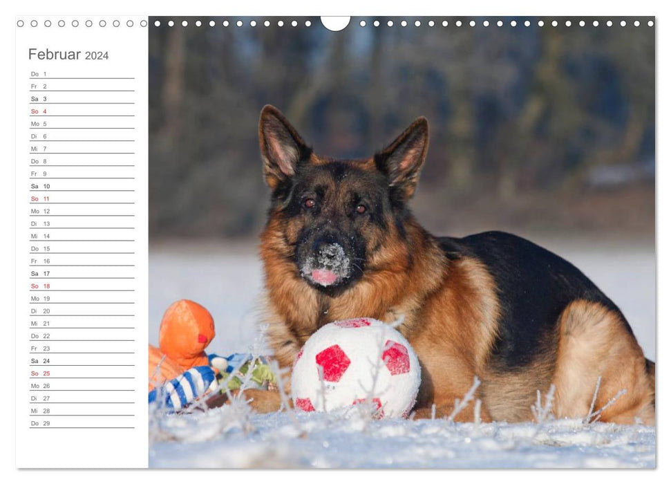 German Shepherd Dogs Comforter (CALVENDO Wall Calendar 2024) 