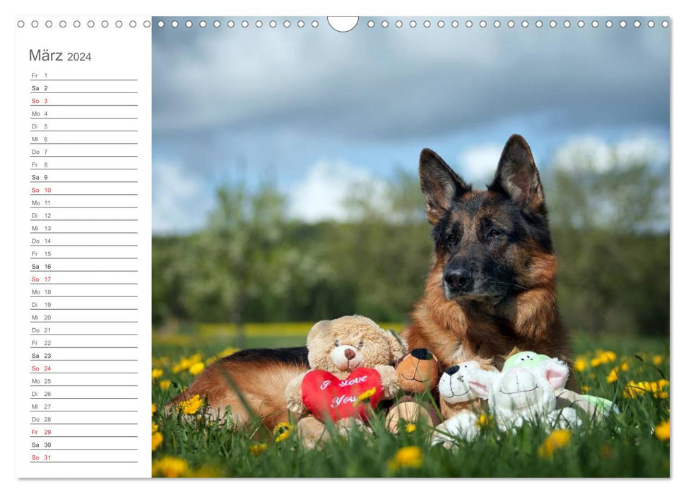 German Shepherd Dogs Comforter (CALVENDO Wall Calendar 2024) 