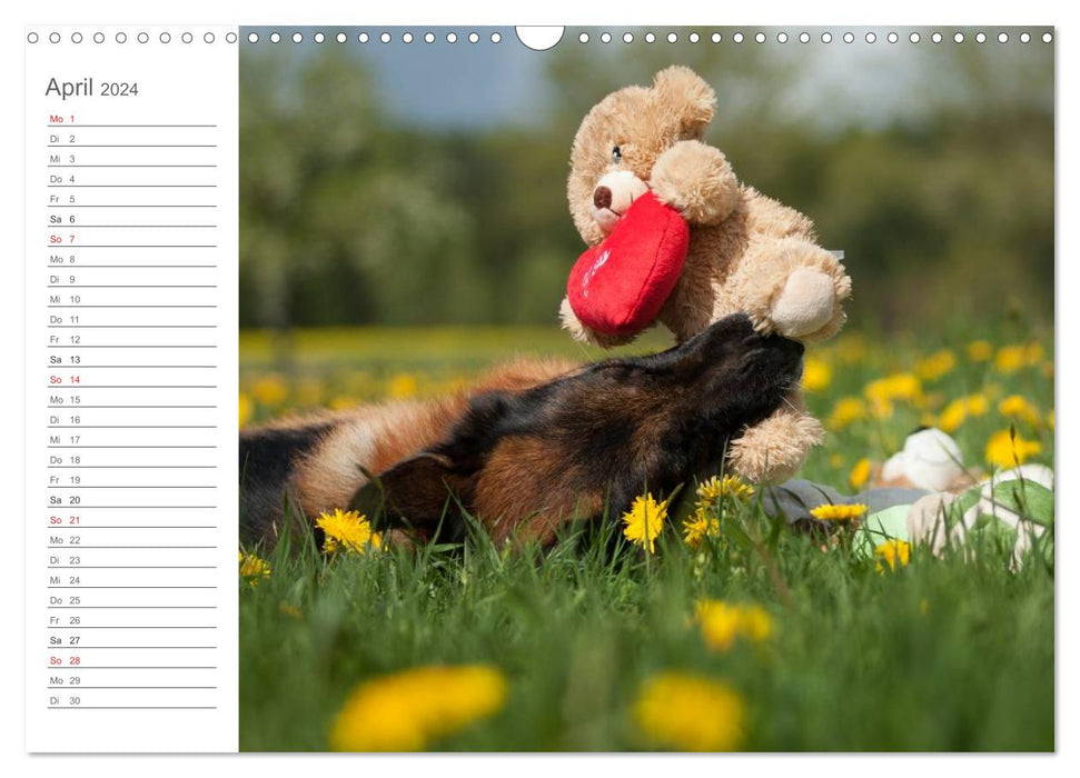 German Shepherd Dogs Comforter (CALVENDO Wall Calendar 2024) 