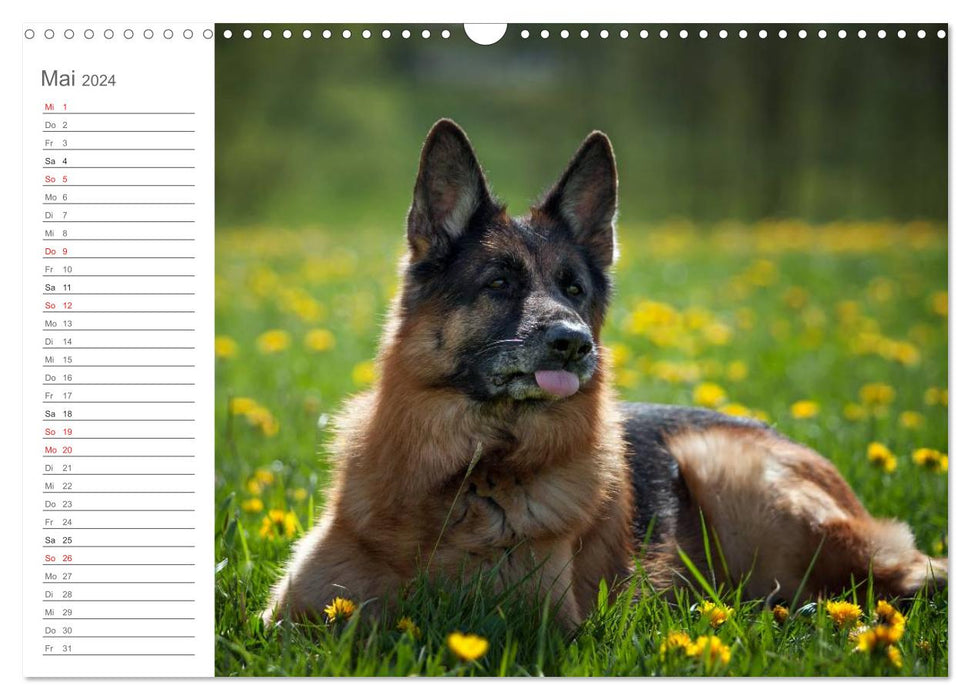 German Shepherd Dogs Comforter (CALVENDO Wall Calendar 2024) 