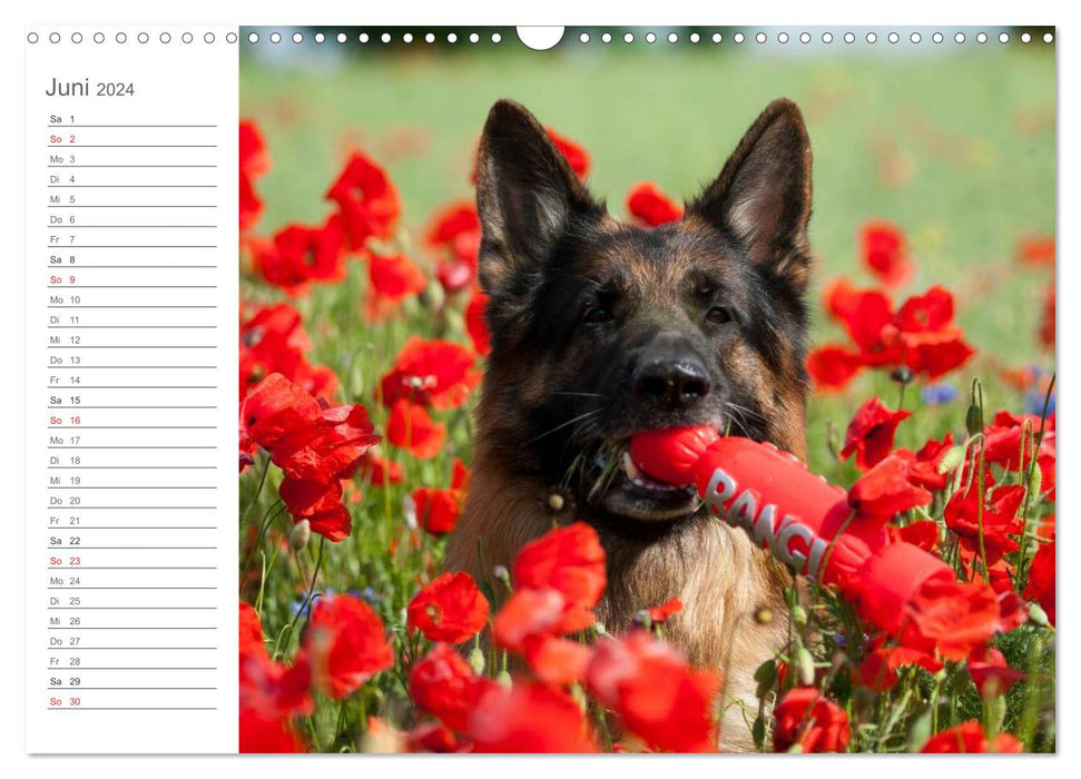 German Shepherd Dogs Comforter (CALVENDO Wall Calendar 2024) 