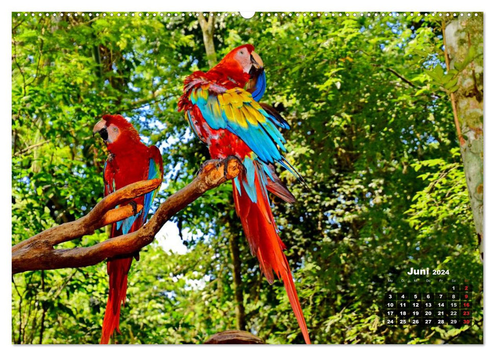 Brazil. The Iguazú National Park (CALVENDO wall calendar 2024) 