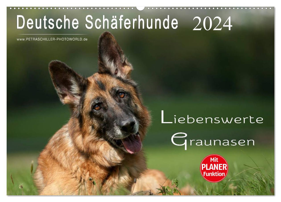 Chiens de berger allemands – Nez gris adorables (Calendrier mural CALVENDO 2024) 