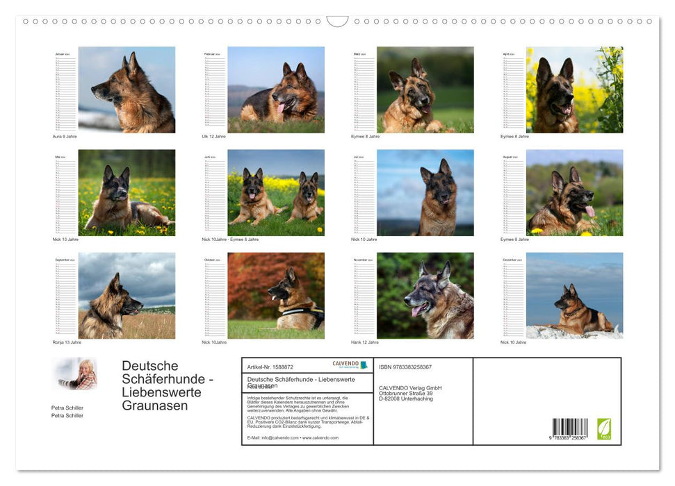 German Shepherd Dogs - Lovable Gray Noses (CALVENDO Wall Calendar 2024) 