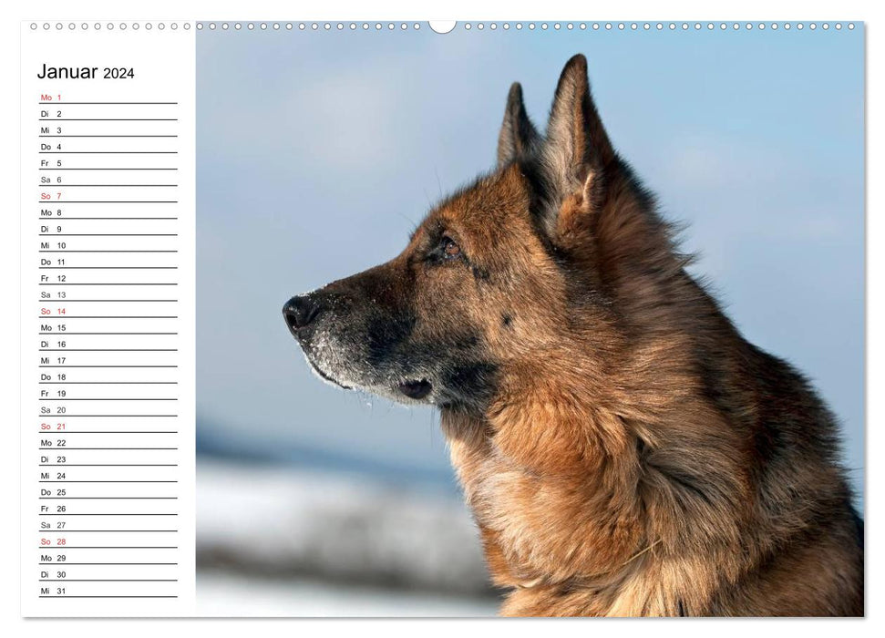 German Shepherd Dogs - Lovable Gray Noses (CALVENDO Wall Calendar 2024) 