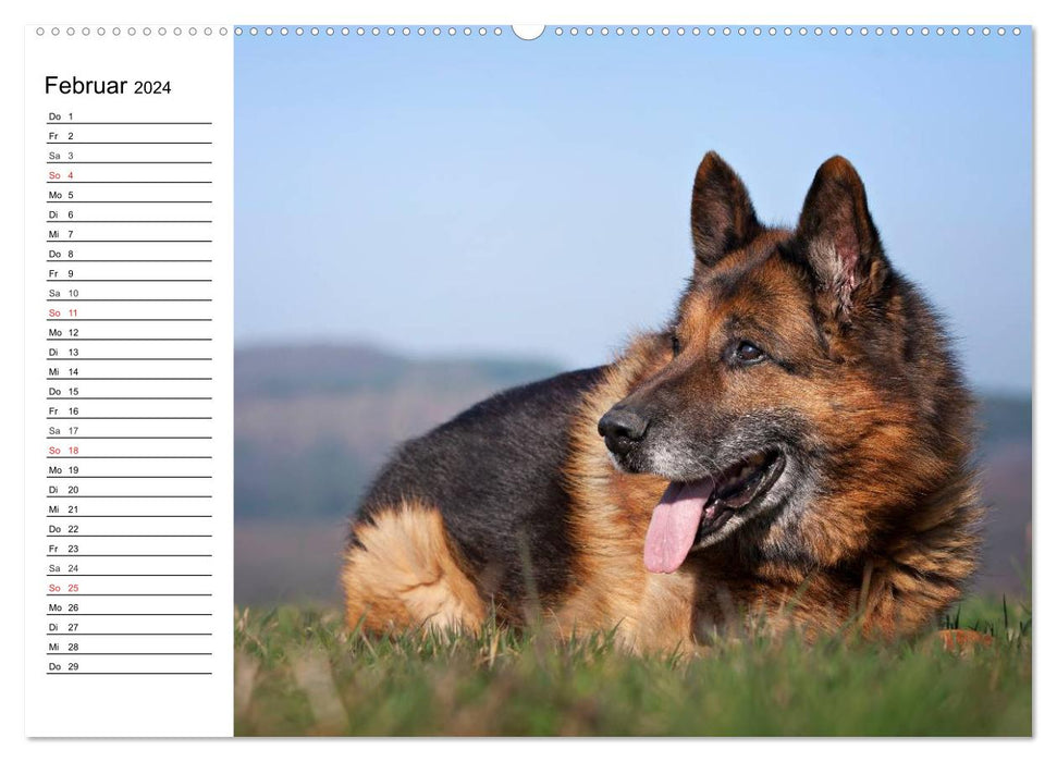 German Shepherd Dogs - Lovable Gray Noses (CALVENDO Wall Calendar 2024) 