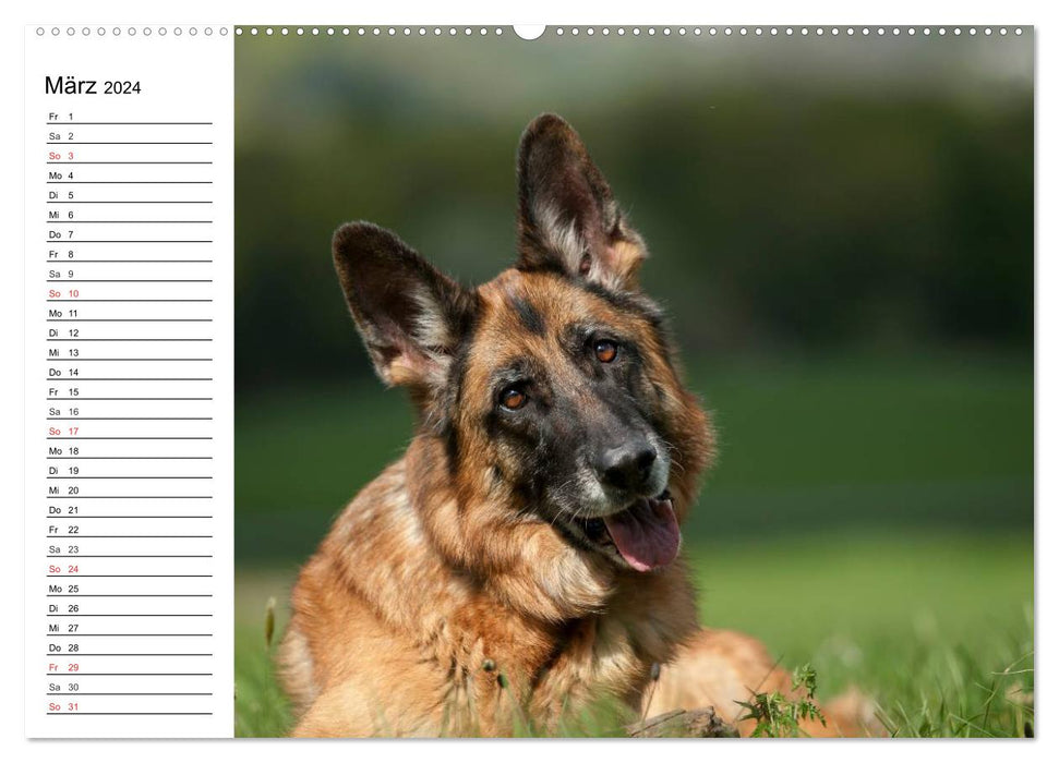 German Shepherd Dogs - Lovable Gray Noses (CALVENDO Wall Calendar 2024) 