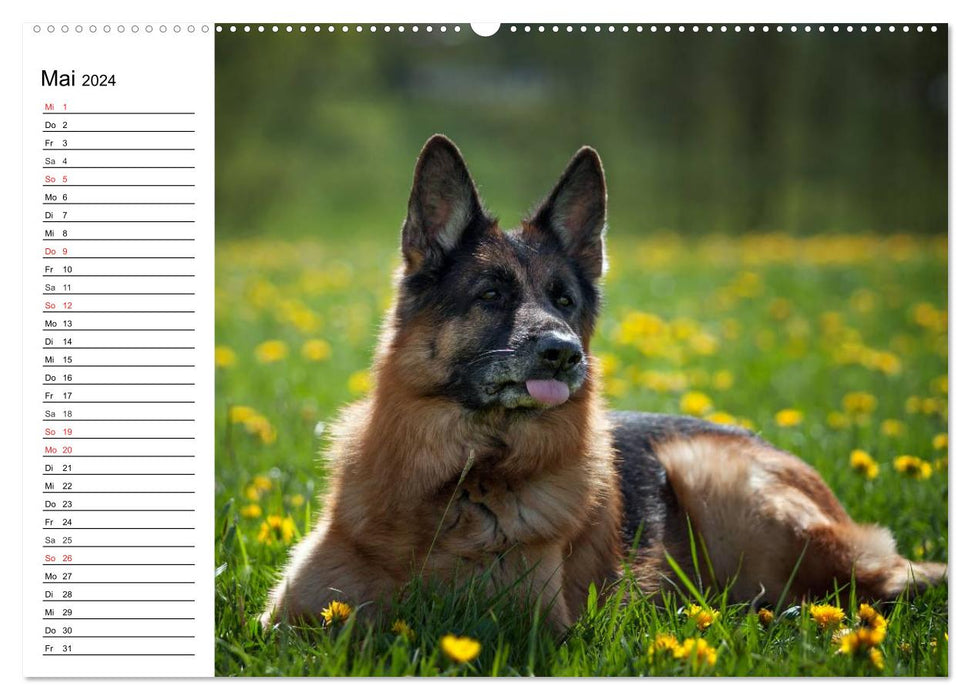 German Shepherd Dogs - Lovable Gray Noses (CALVENDO Wall Calendar 2024) 