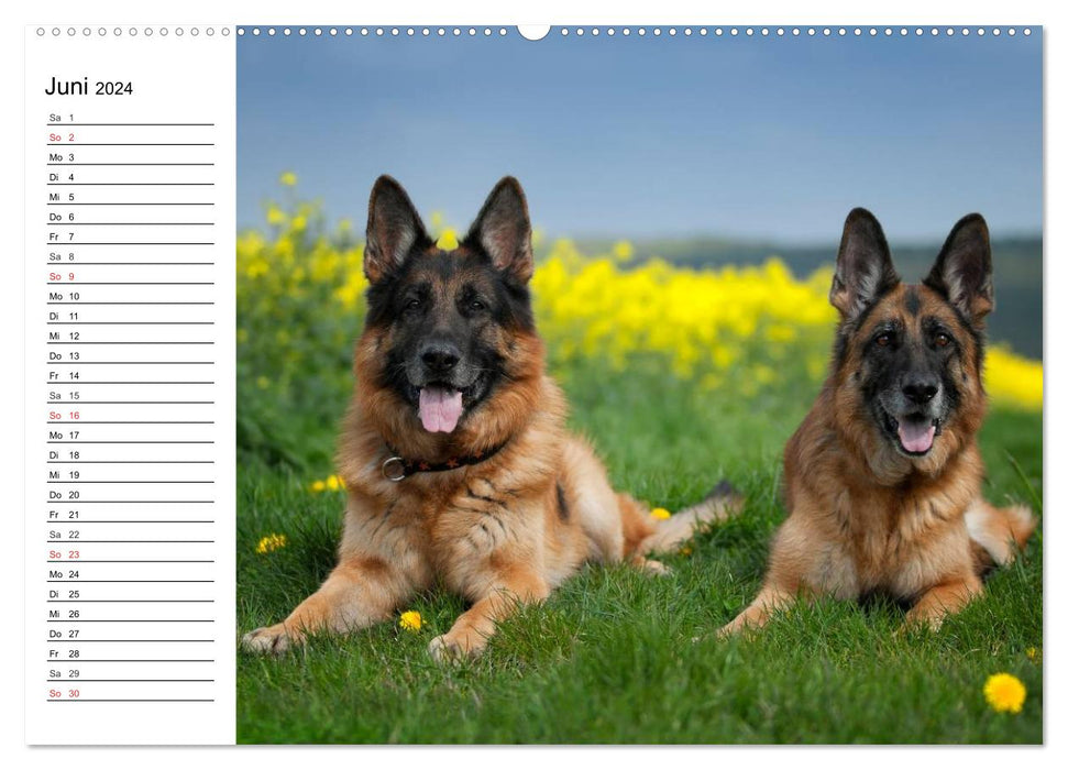 German Shepherd Dogs - Lovable Gray Noses (CALVENDO Wall Calendar 2024) 