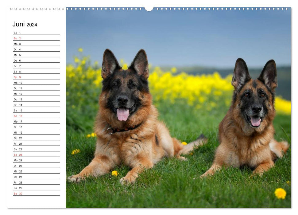 Deutsche Schäferhunde - Liebenswerte Graunasen (CALVENDO Wandkalender 2024)