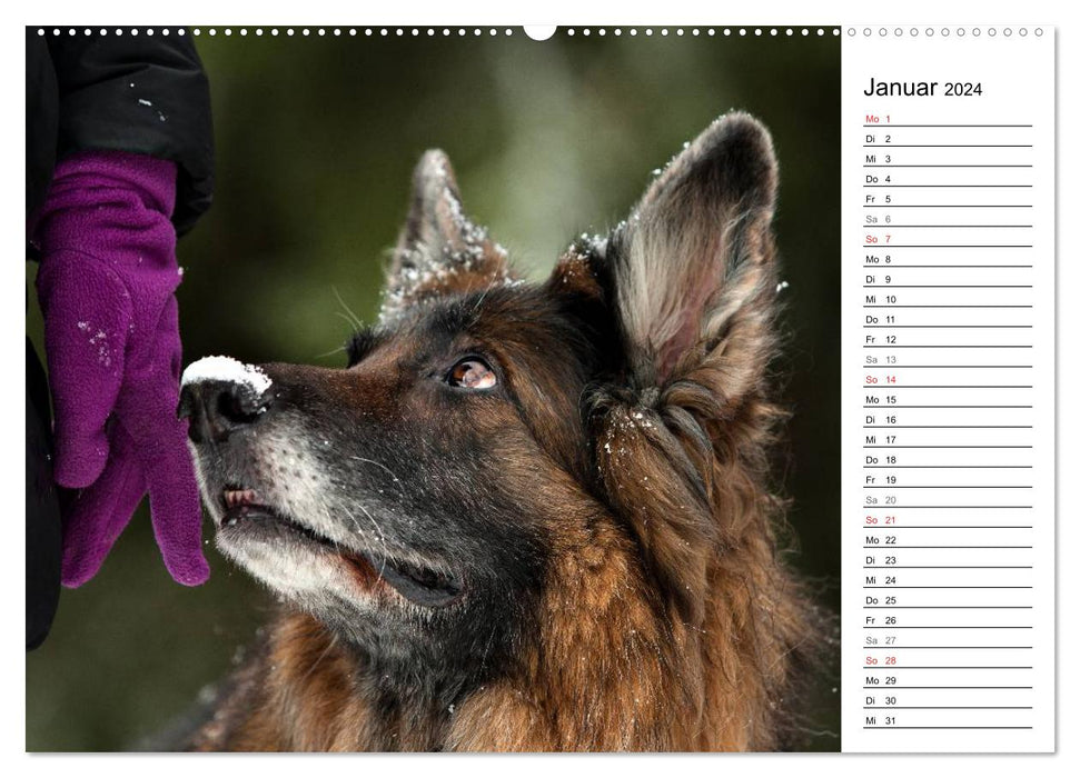 Zauberhafte Langhaar Schäferhunde (CALVENDO Wandkalender 2024)