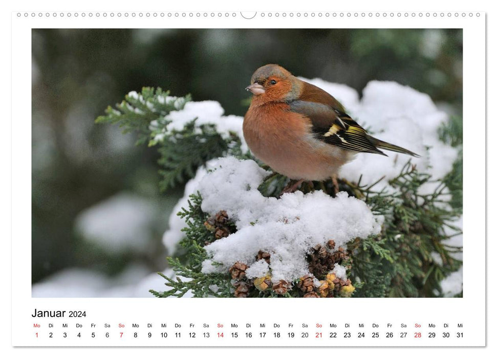 Heimische Gartenvögel - Gefiederte Freunde (CALVENDO Wandkalender 2024)