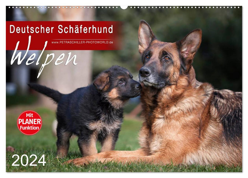 German Shepherd Dog - Puppies (CALVENDO Wall Calendar 2024) 