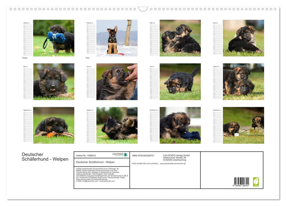 German Shepherd Dog - Puppies (CALVENDO Wall Calendar 2024) 