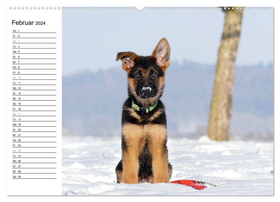 German Shepherd Dog - Puppies (CALVENDO Wall Calendar 2024) 