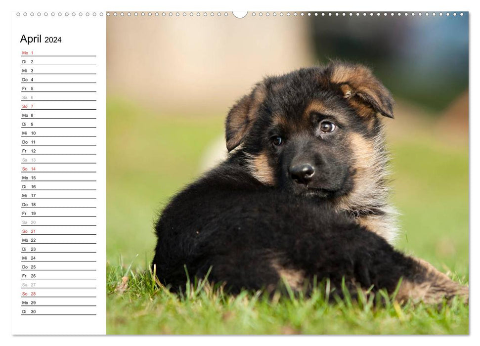 German Shepherd Dog - Puppies (CALVENDO Wall Calendar 2024) 