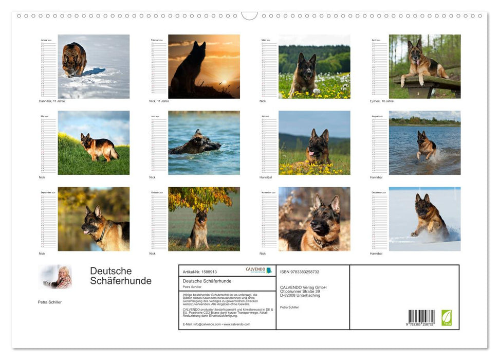 German Shepherd Dogs - Seniors on Four Paws (CALVENDO Wall Calendar 2024) 