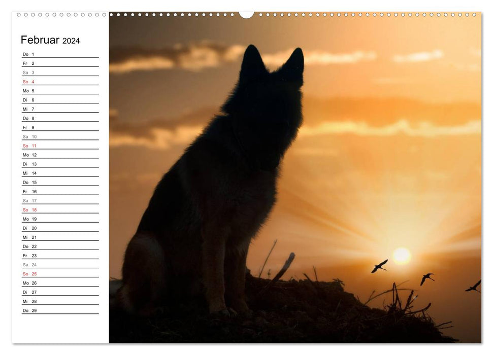 German Shepherd Dogs - Seniors on Four Paws (CALVENDO Wall Calendar 2024) 