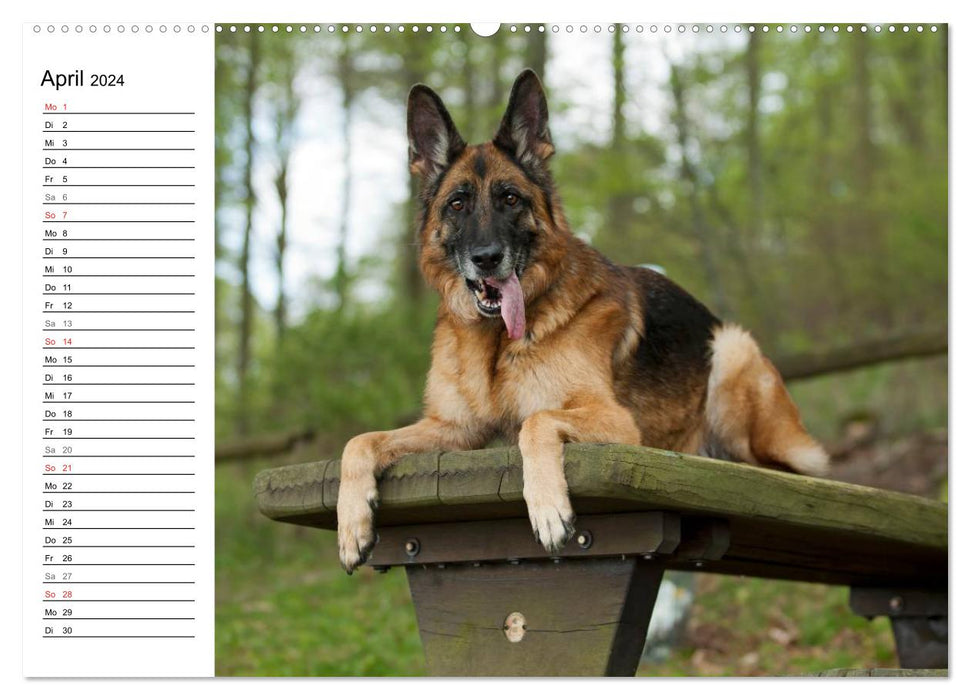 Deutsche Schäferhunde - Senioren auf vier Pfoten (CALVENDO Wandkalender 2024)
