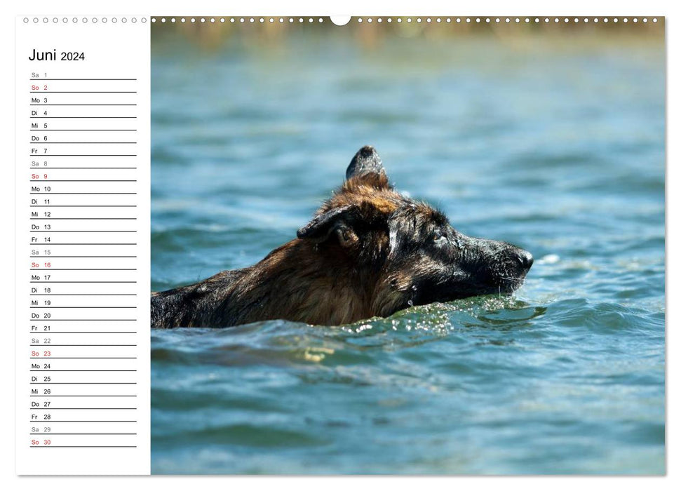 German Shepherd Dogs - Seniors on Four Paws (CALVENDO Wall Calendar 2024) 