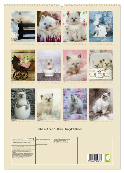 Love at first sight . Ragdoll Kitten (CALVENDO Premium Wall Calendar 2024) 