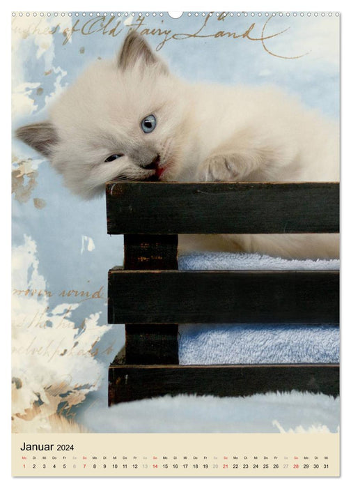 Love at first sight . Ragdoll Kitten (CALVENDO Premium Wall Calendar 2024) 