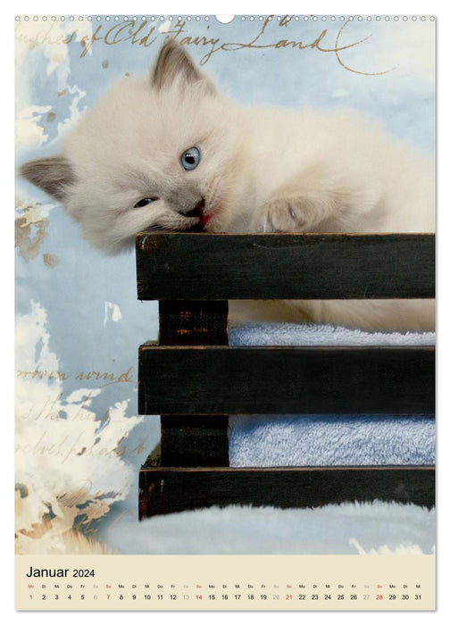 Liebe auf den ersten Blick . Ragdoll Kitten (CALVENDO Premium Wandkalender 2024)
