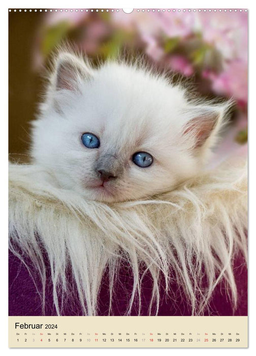 Love at first sight . Ragdoll Kitten (CALVENDO Premium Wall Calendar 2024) 