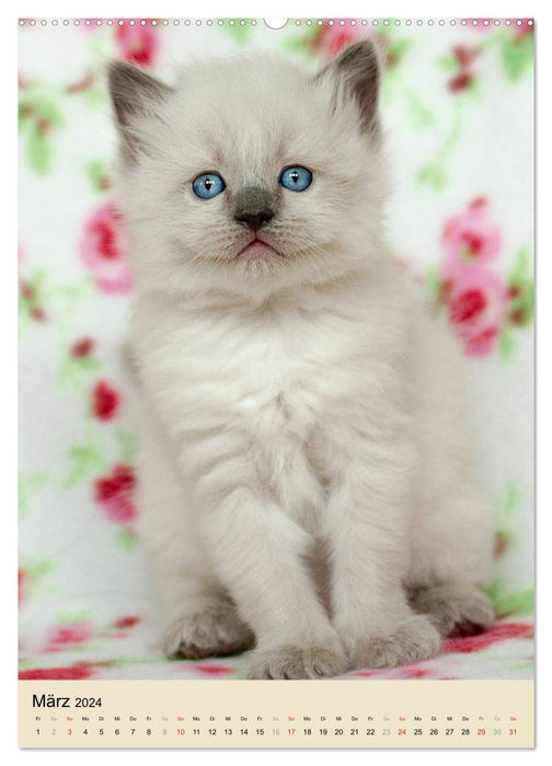 Love at first sight . Ragdoll Kitten (CALVENDO Premium Wall Calendar 2024) 