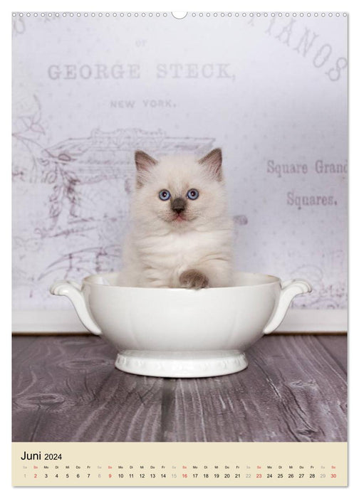 Liebe auf den ersten Blick . Ragdoll Kitten (CALVENDO Premium Wandkalender 2024)