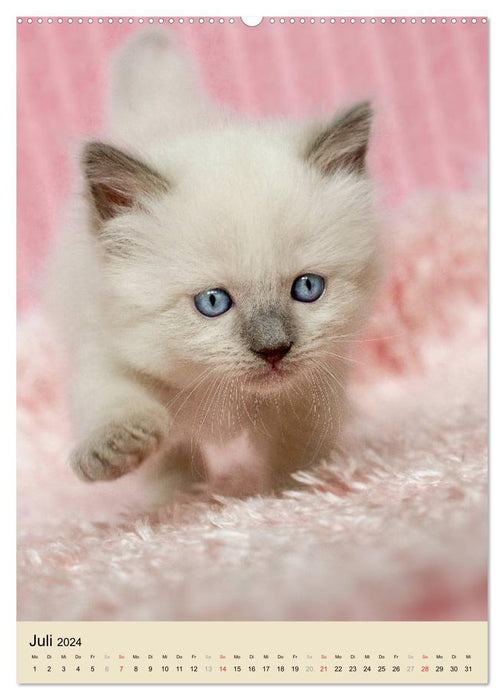 Love at first sight . Ragdoll Kitten (CALVENDO Premium Wall Calendar 2024) 