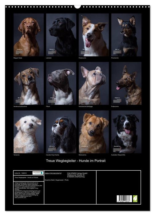 Compagnons fidèles, chiens en portrait. (Calendrier mural CALVENDO 2024) 