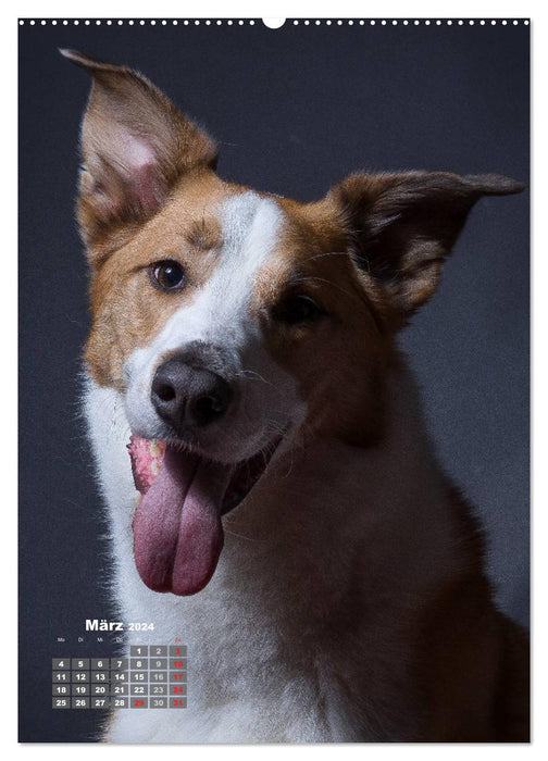 Compagnons fidèles, chiens en portrait. (Calendrier mural CALVENDO 2024) 