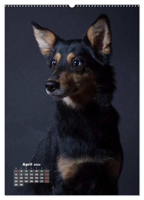 Treue Wegbegleiter, Hunde im Portrait. (CALVENDO Wandkalender 2024)