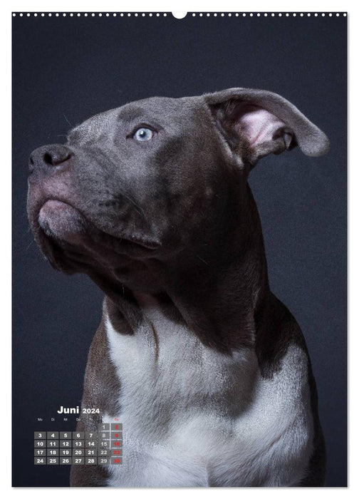 Treue Wegbegleiter, Hunde im Portrait. (CALVENDO Wandkalender 2024)