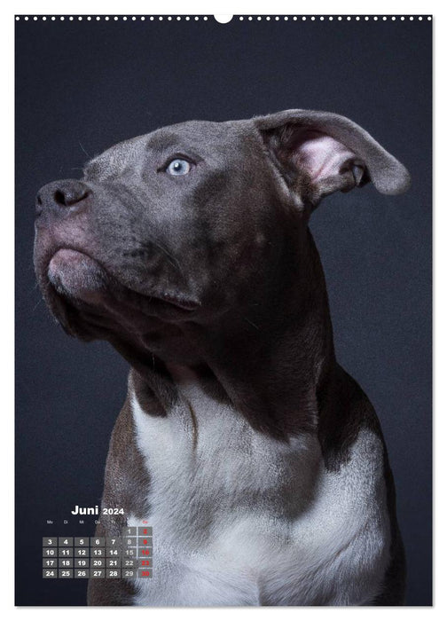 Compagnons fidèles, chiens en portrait. (Calendrier mural CALVENDO 2024) 