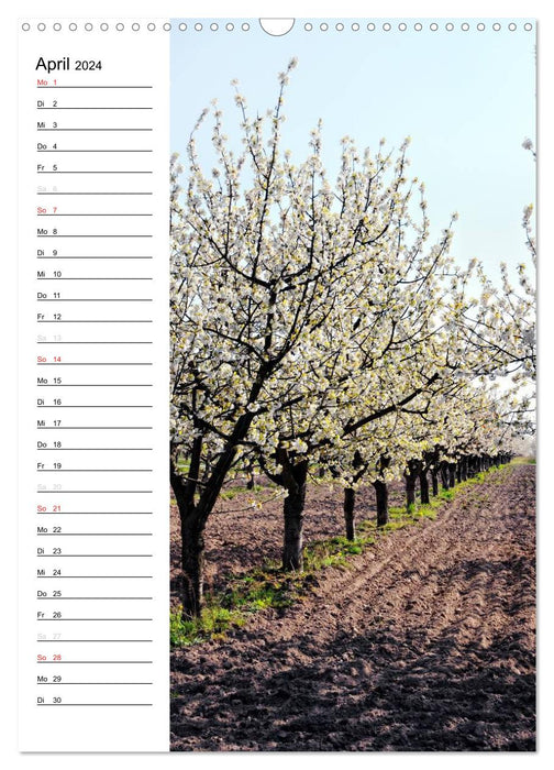 Land Brandenburg im Wechsel der Jahreszeiten (CALVENDO Wandkalender 2024)