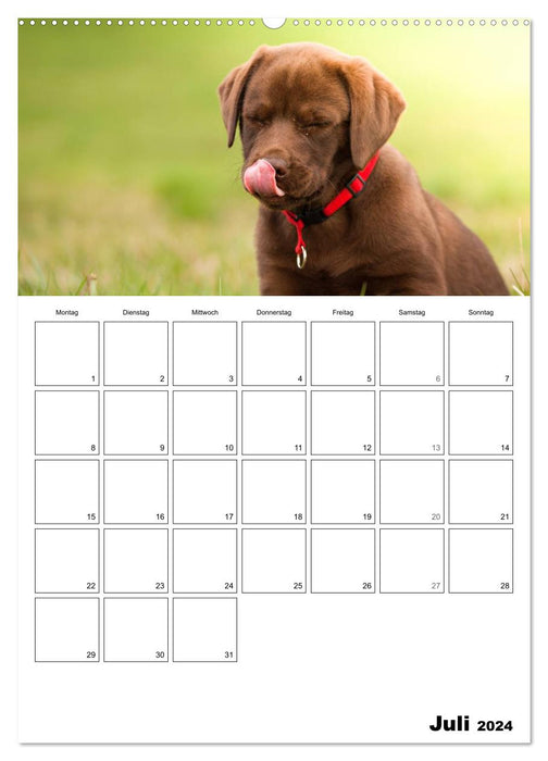 Labrador Puppy – Soul Dog (Calvendo Premium Calendrier mural 2024) 