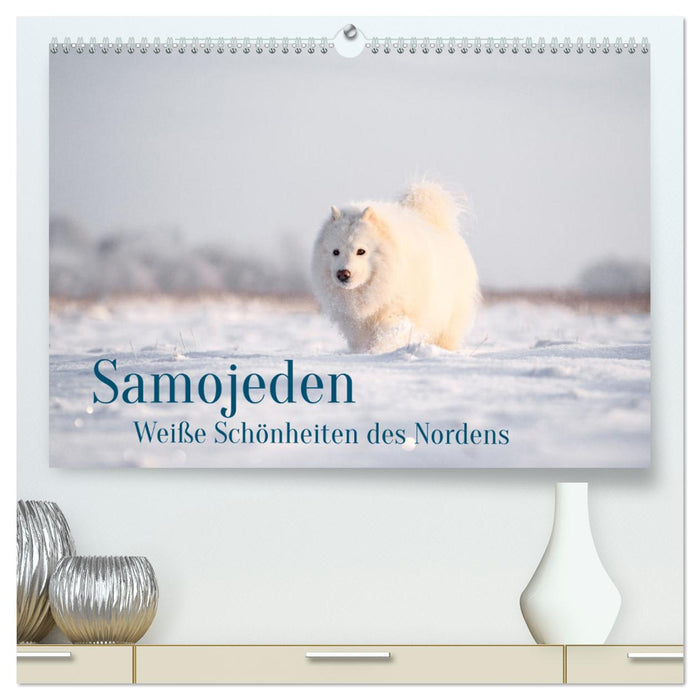 Samoyèdes - Adorables boules de poils (Calvendo Premium Wall Calendar 2024) 