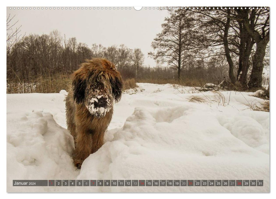 The Briard 2024 - A real charmer (CALVENDO wall calendar 2024) 