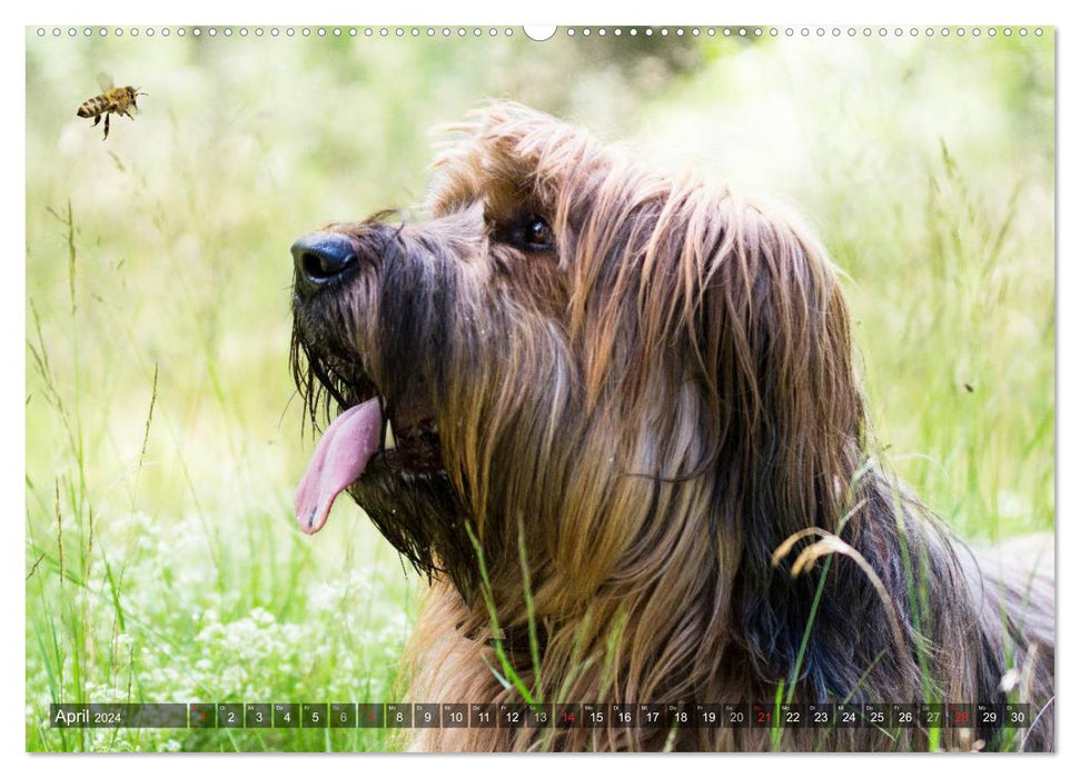 The Briard 2024 - A real charmer (CALVENDO wall calendar 2024) 