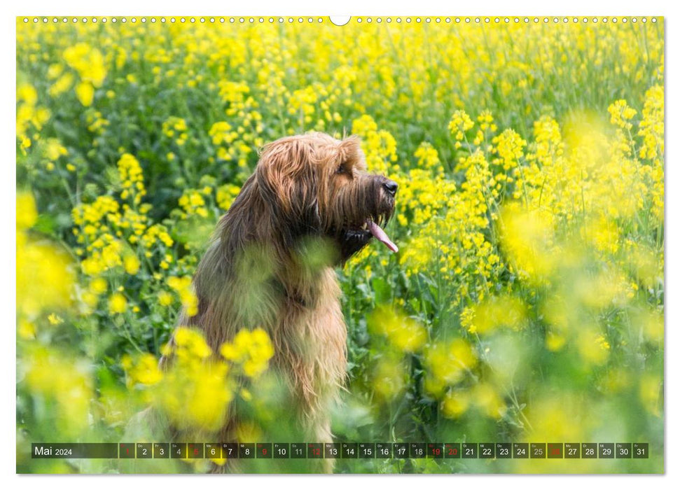 The Briard 2024 - A real charmer (CALVENDO wall calendar 2024) 