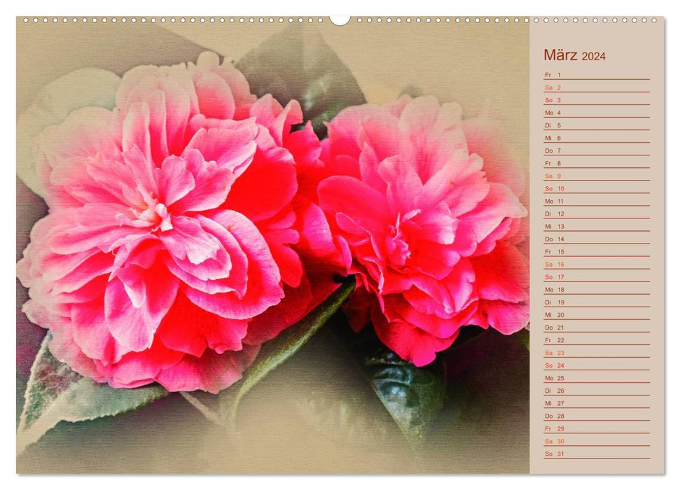 Fleurs de camélia (Calendrier mural CALVENDO Premium 2024) 