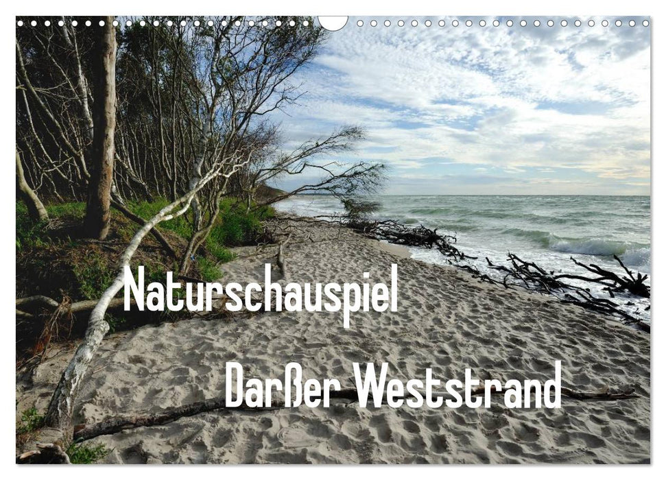 Spectacle naturel Darßer Weststrand (calendrier mural CALVENDO 2024) 