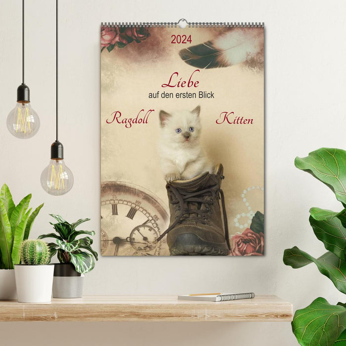 Love at first sight . Ragdoll Kitten (CALVENDO wall calendar 2024) 