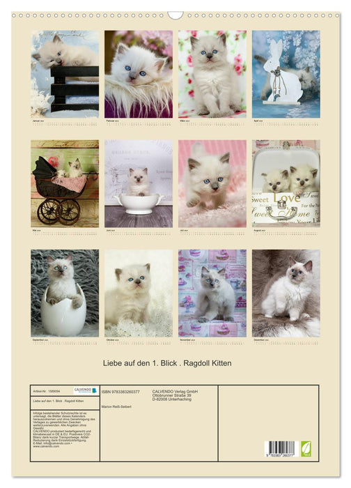 Love at first sight . Ragdoll Kitten (CALVENDO wall calendar 2024) 