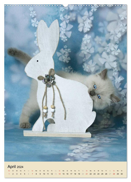 Le coup de foudre . Chaton Ragdoll (Calendrier mural CALVENDO 2024) 