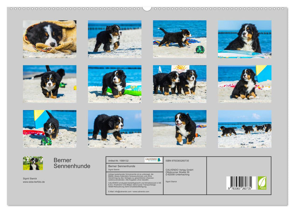 Seebärchen entdecken die Welt - Berner Sennenhunde (CALVENDO Premium Wandkalender 2024)