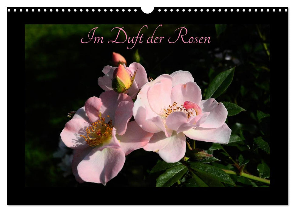 In the scent of roses (CALVENDO wall calendar 2024) 