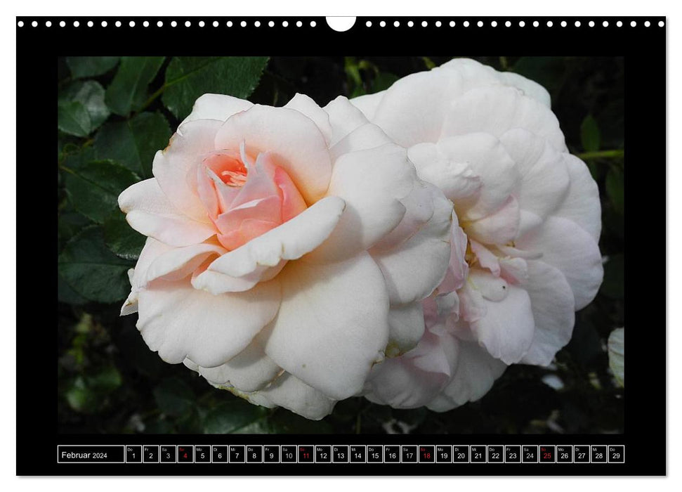 In the scent of roses (CALVENDO wall calendar 2024) 